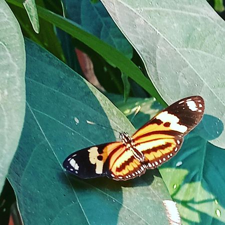 Posada Maria Iguazu Пуерто Игуасу Екстериор снимка