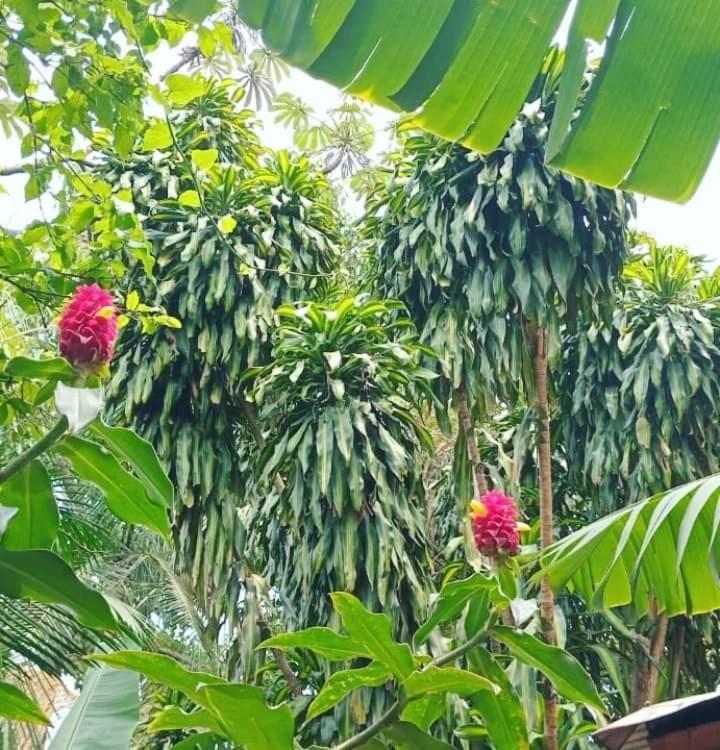 Posada Maria Iguazu Пуерто Игуасу Екстериор снимка