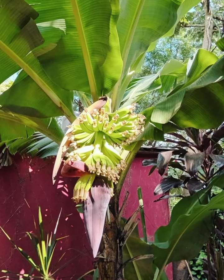 Posada Maria Iguazu Пуерто Игуасу Екстериор снимка