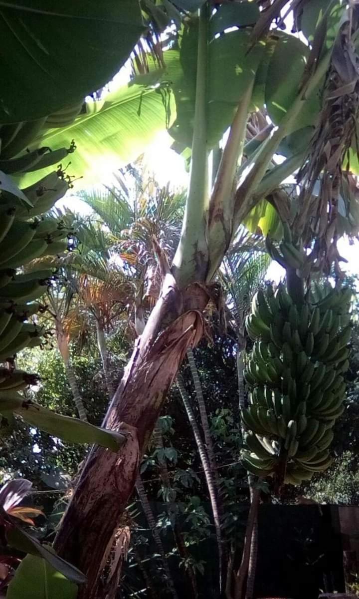 Posada Maria Iguazu Пуерто Игуасу Екстериор снимка