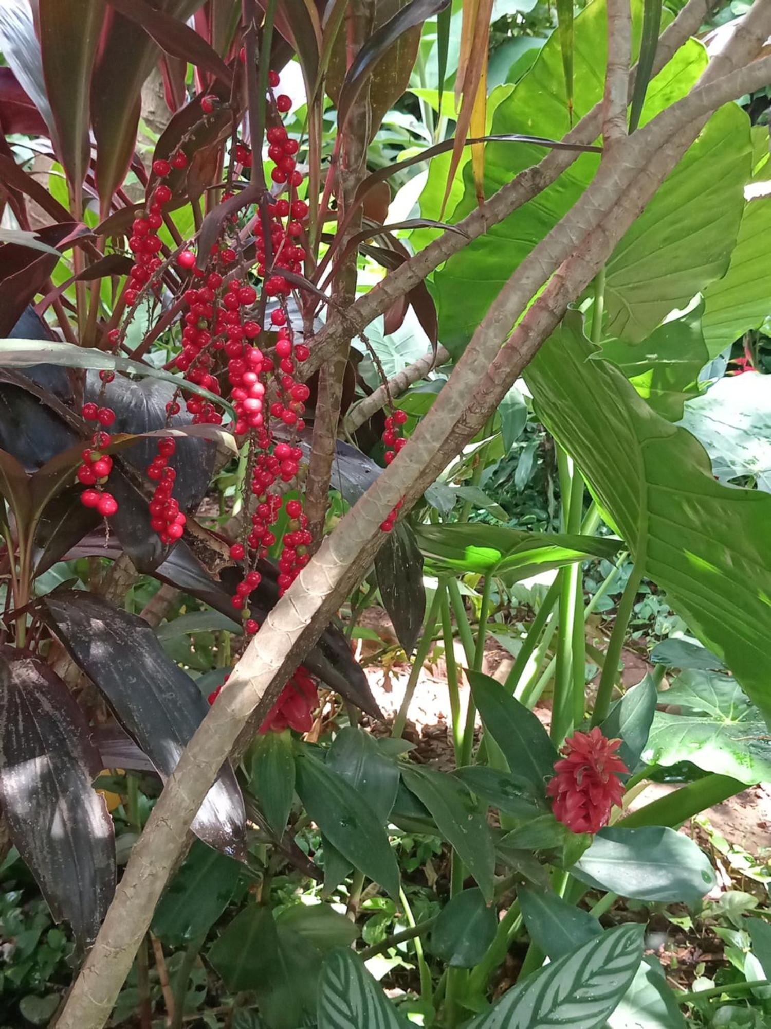 Posada Maria Iguazu Пуерто Игуасу Екстериор снимка